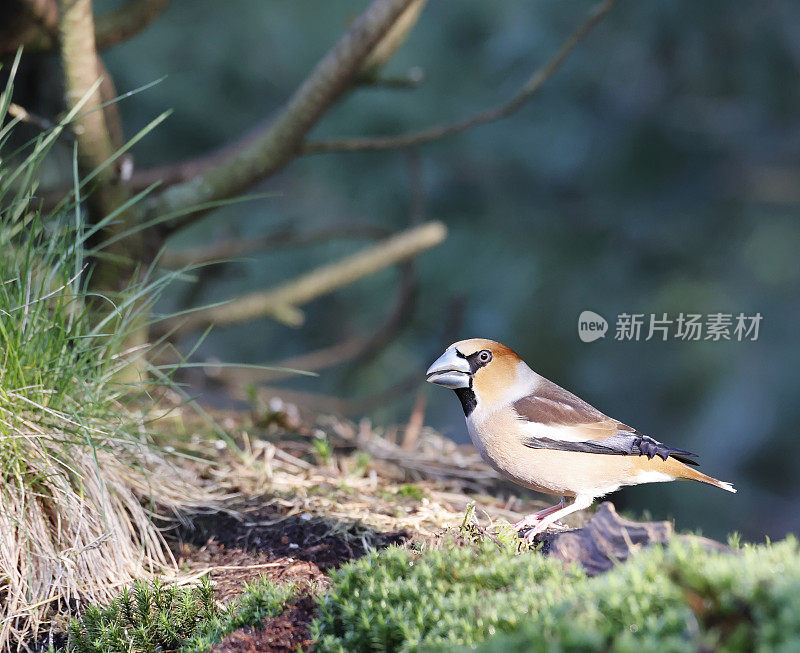 黄翅雀(Coccothraustes Coccothraustes)雄性食